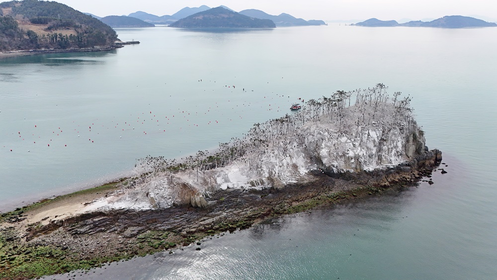 ▲여수 상증도에 가마우지가 집단 서식하면서 섬에 자생하는 소나무가 다 말라 죽어가고 있다. ⓒ박근세