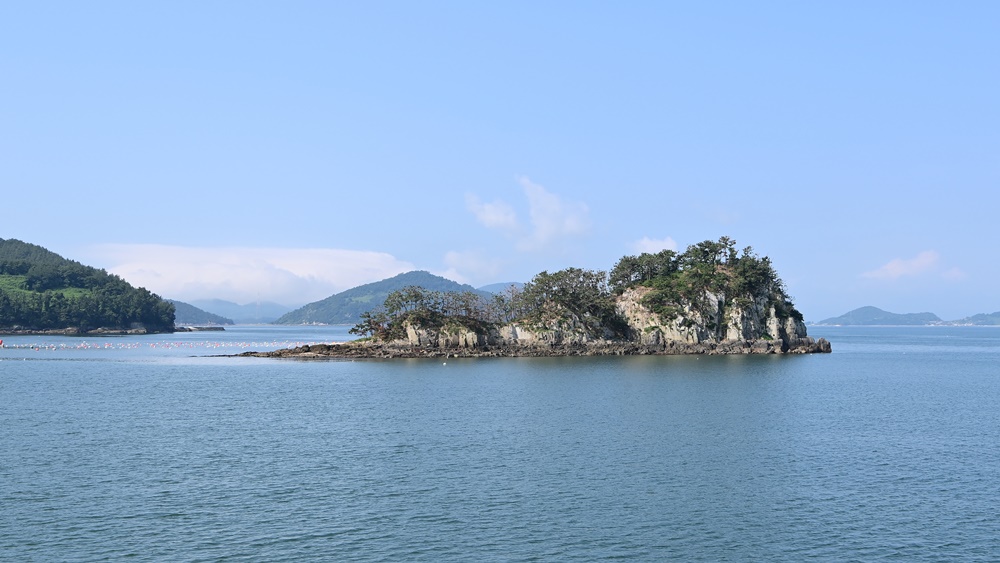 ▲상증도 소나무 2022년 8월 7일 촬영 ⓒ박근세