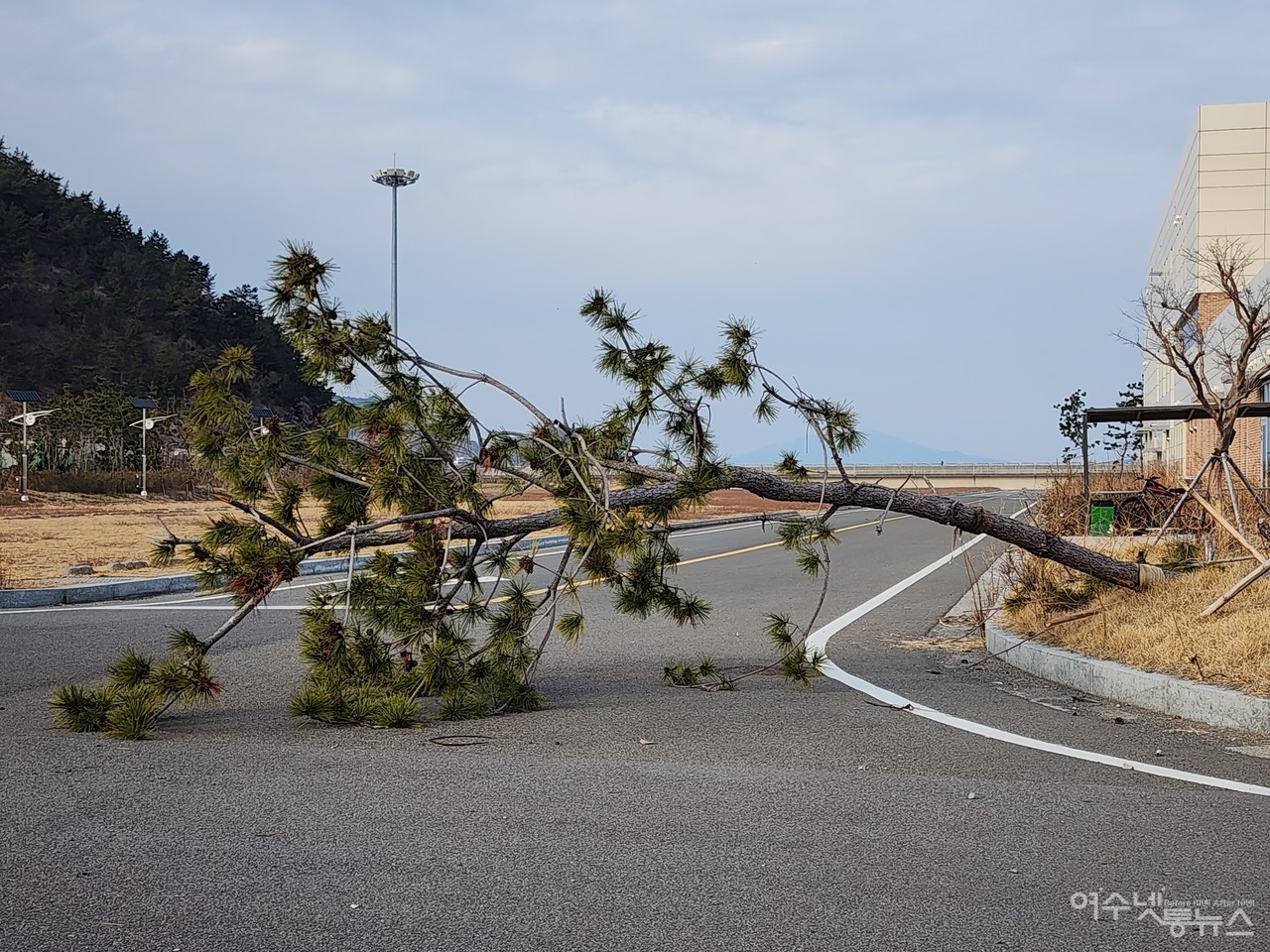 ▲ 여수신북항 관리동에 소나무가 넘어져 1년째 방치중인 모습 ⓒ심명남