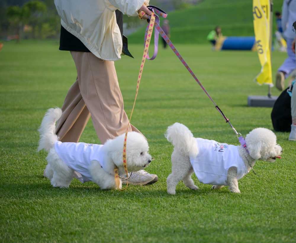 ▲오천그린광장에서 산책 중인 댕댕이 ⓒ순천시