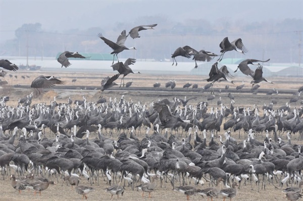 ▲흑두루미식사 순천시에서 제공하는 유기농 볍씨 먹는 모습 ⓒ순천시