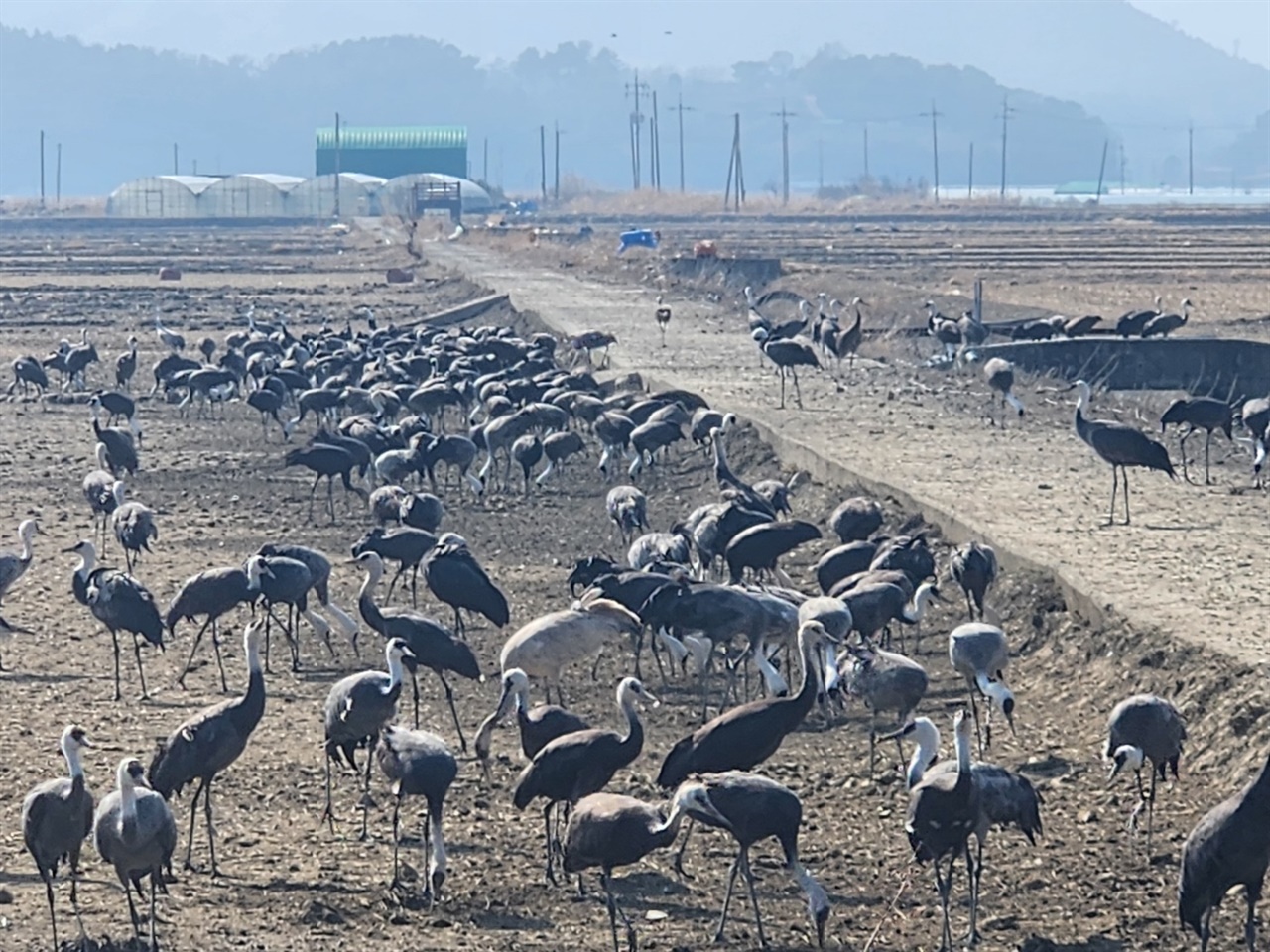 ▲이렇게 가깝게 볼 수 있다니탐조대에서 바라본 20m 거리 흑두루미 ⓒ김용자