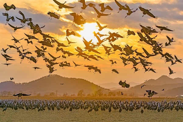 ▲흑두루미 군무해질무렵 하늘을 나르는 흑두루미 모습은 장관이다 ⓒ순천시