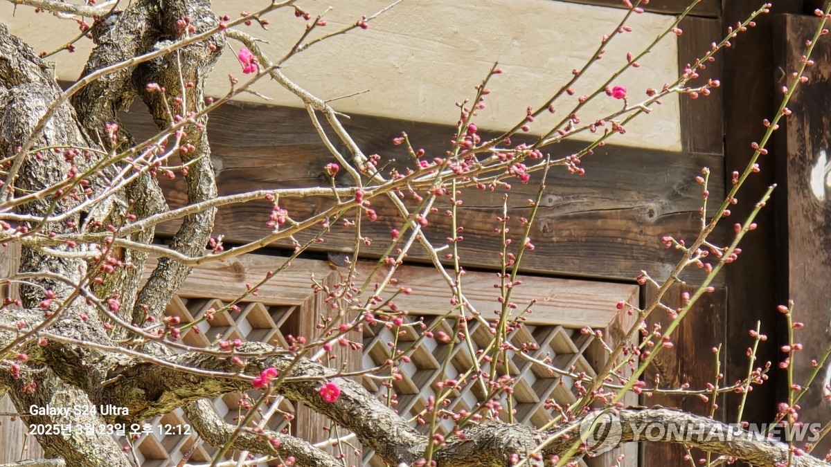 ▲  올해 첫 개화한 화엄사 홍매화[화엄사 제공]