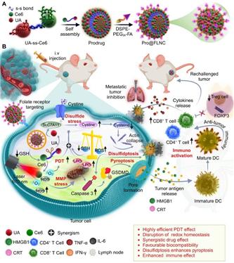 ▲유방암 치료의 효과를 획기적으로 향상시킬 수 있는 프로드럭 기반 나노조절제(Pro@FLNC)를 개발했다.  ⓒ전남대학교 의과대학