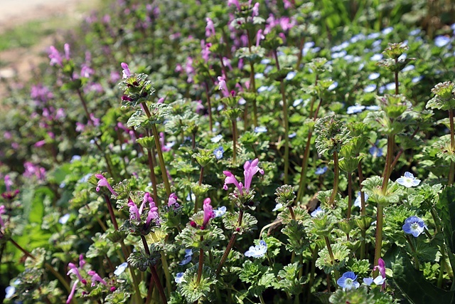 ▲농로주변에는 야생화가 봄소식을 전하고 있었다 ⓒ오문수