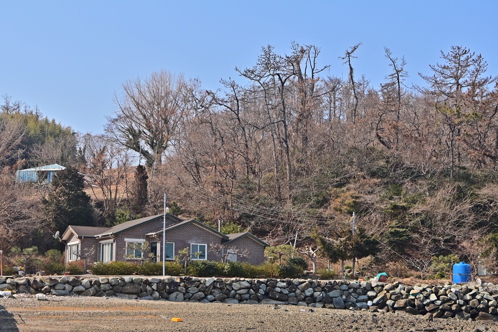 ▲섬 주민 정 아무개 씨 부부의 집 주변 소나무 역시 소나무재선충병으로 다 죽었다. ⓒ박근세