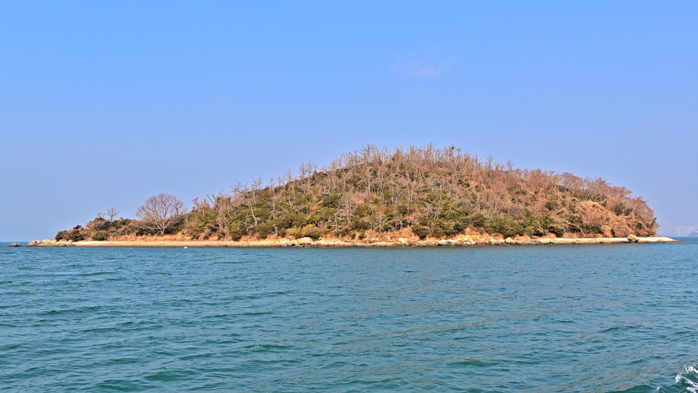 ▲금죽도 인근 섬 소죽도다. 소나무재선충에 걸린 소나무만이 앙상하다. ⓒ박근세