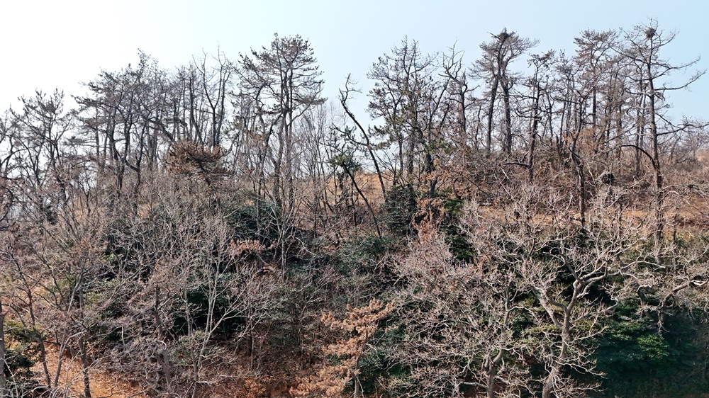 ▲금죽도 섬에 자생하는 소나무 잎이 빨갛게 다 말라버렸다. ⓒ박근세