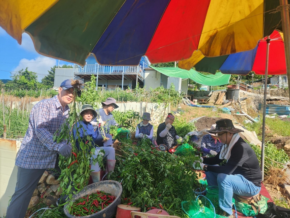 ▲2024년 돌산 갓고을마을 수확 체험 활동모습 ⓒ여수시