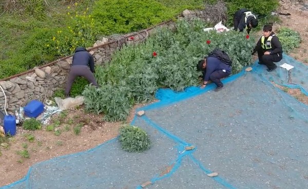 ▲경찰관이 양귀비 단속 ⓒ여수해양경찰서