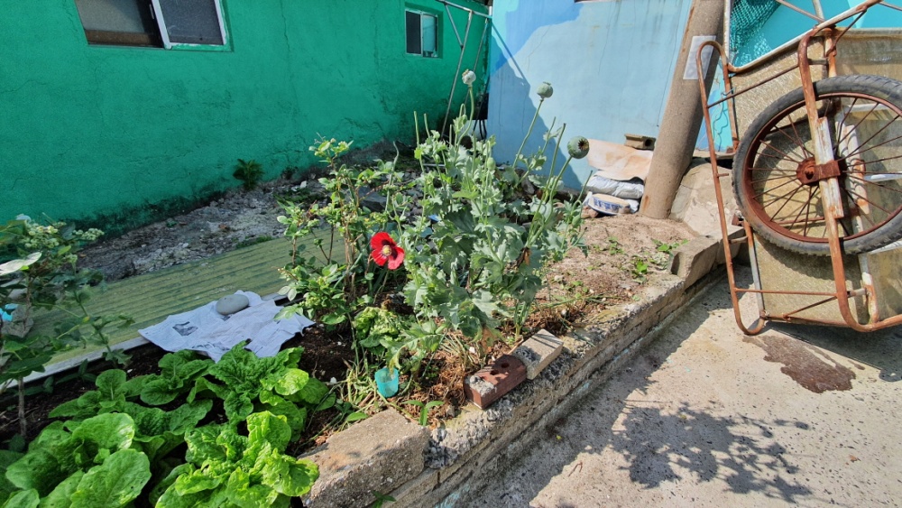 ▲집 화단에 키우고 있는 양귀비 ⓒ 여수해양경찰서