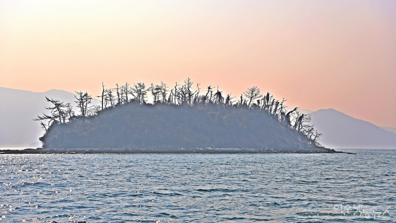 ▲여수 경호동에 속한 섬 부도 소나무가 소나무재선충병에 걸려 붉게 물든 채 고사했다. (2월 26일 촬영) ⓒ박근세