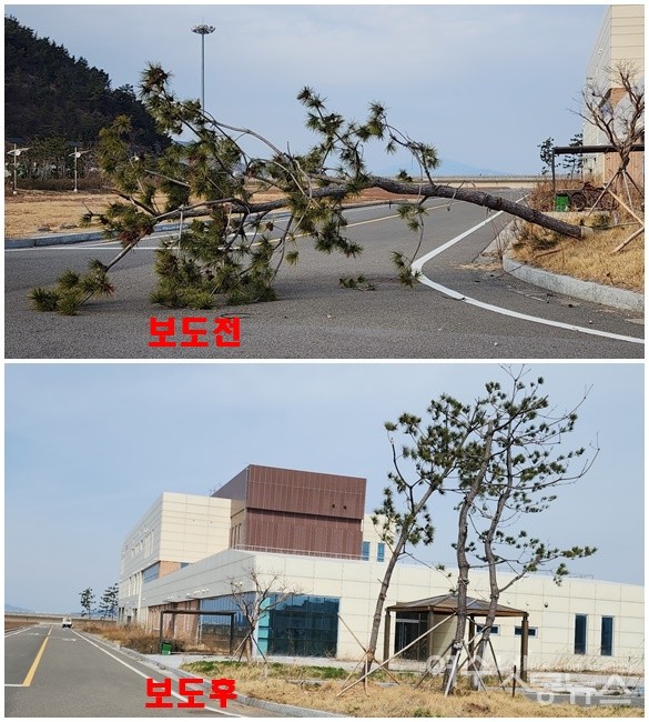 ▲ 여수신북항에 쓰러진 가로수가 복원된 모습 ⓒ심명남