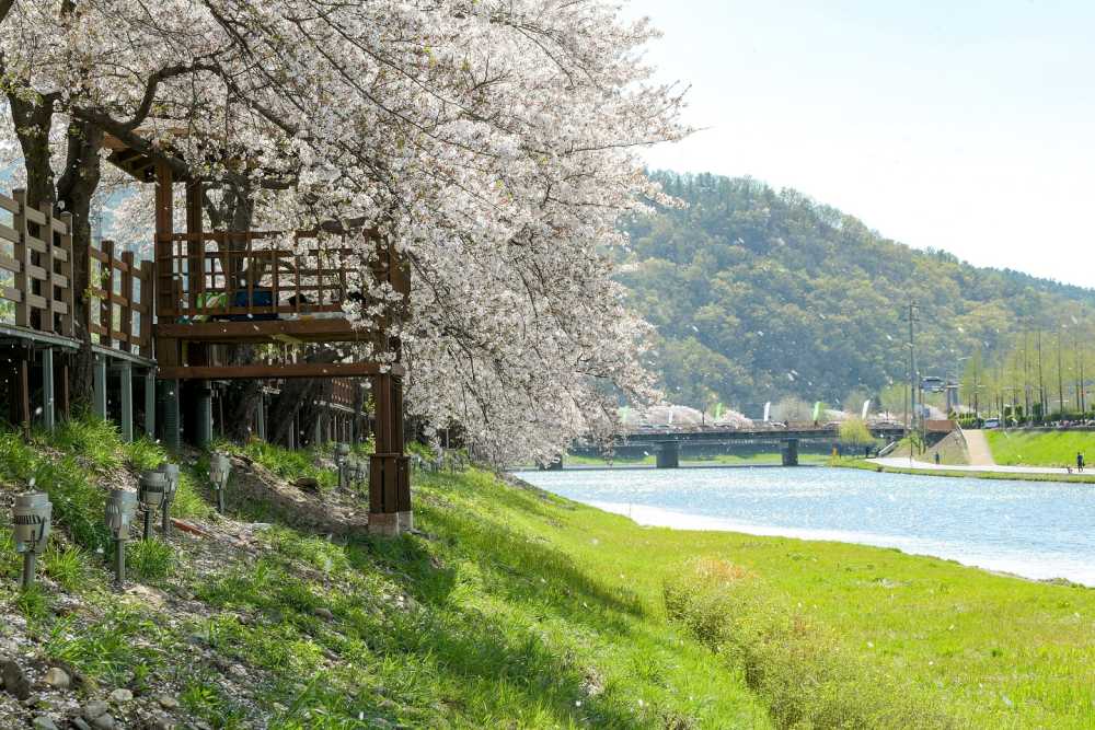 ▲제11회 용당뚝방길 벚꽃축제’를 개최한다 ⓒ순천시