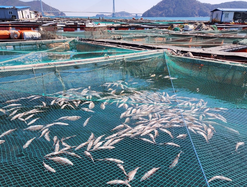 ▲여수 가두리 양식장에서 물고기가 집단 폐사해 있다. ⓒ여수시