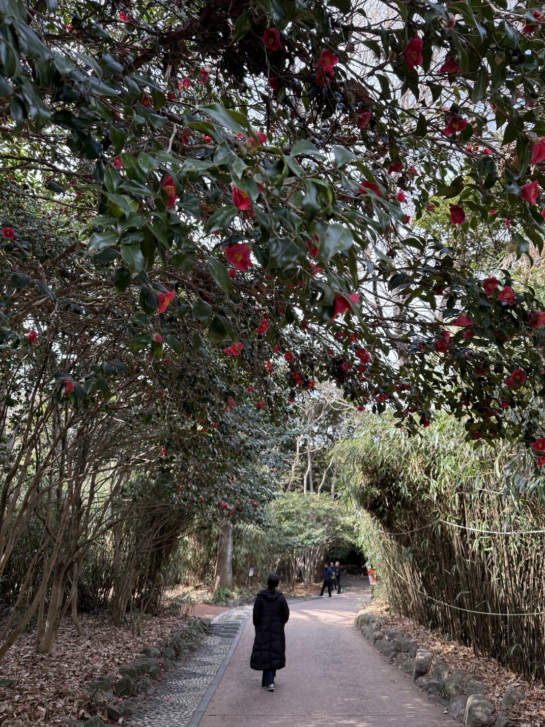 ▲ 산책길이동백꽃 터널이다 ⓒ김용자