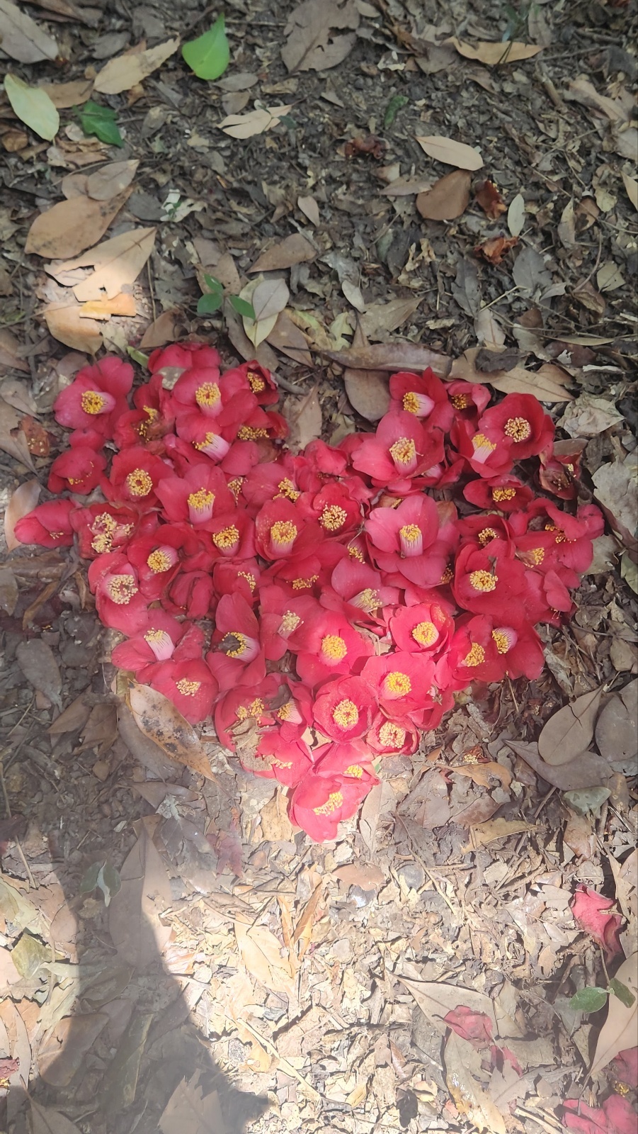 ▲ 동백꽃 사랑누가 만들어 놓았을까? ⓒ김용자