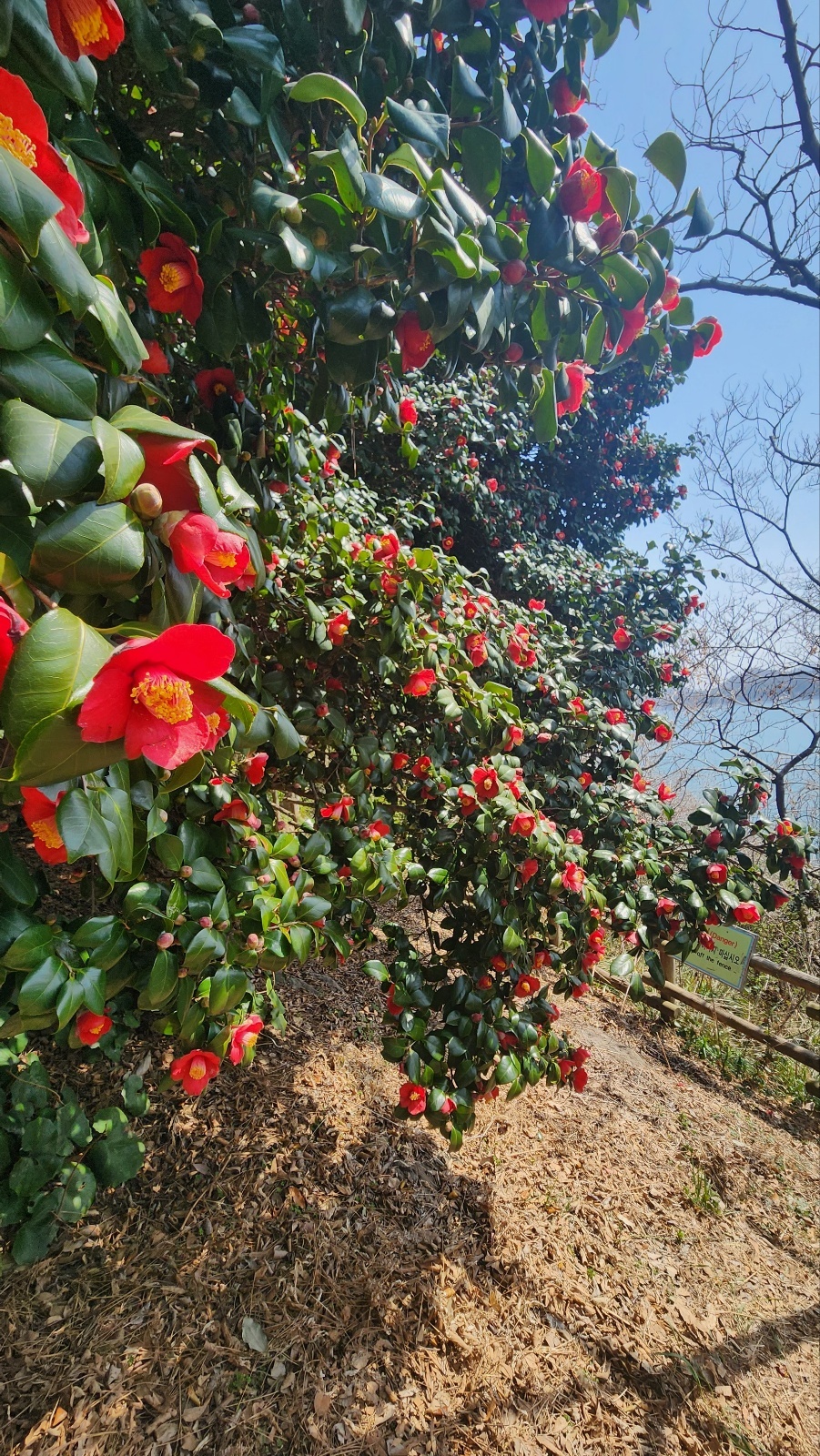 ▲ 만개하고 있는 토종 동백꽃 ⓒ김용자