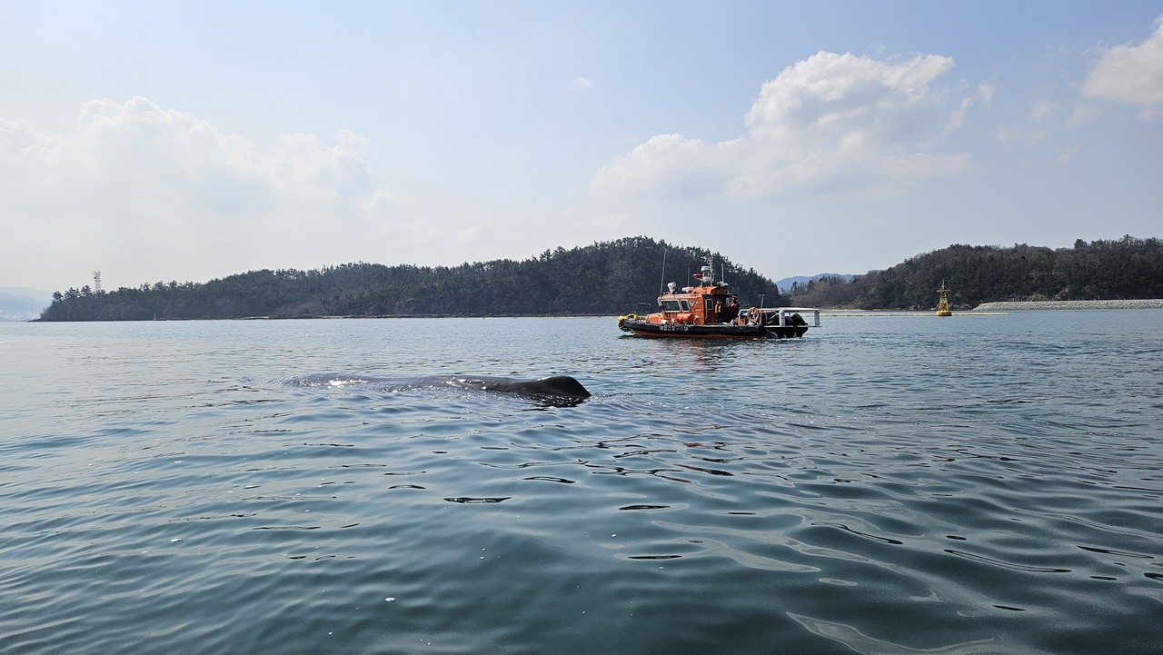 ▲여수해경이 고래를 안전한 해역으로 유도하고 있다. ⓒ여수해경