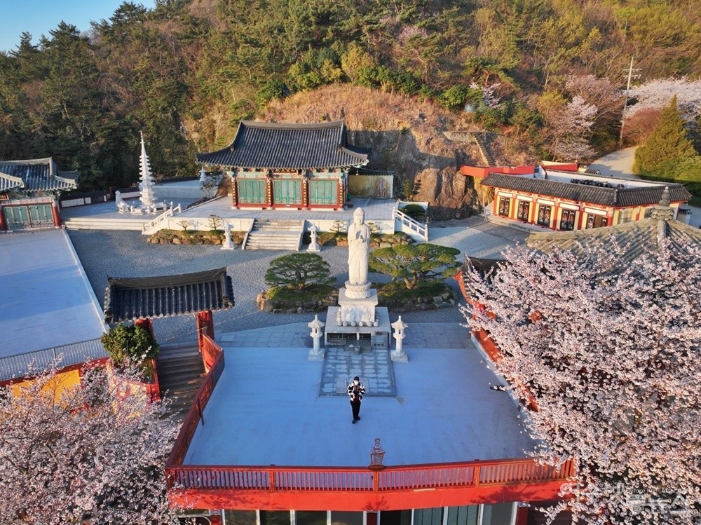 ▲여수시 용월사에 벚꽃이 활짝 피었다. ⓒ정종현