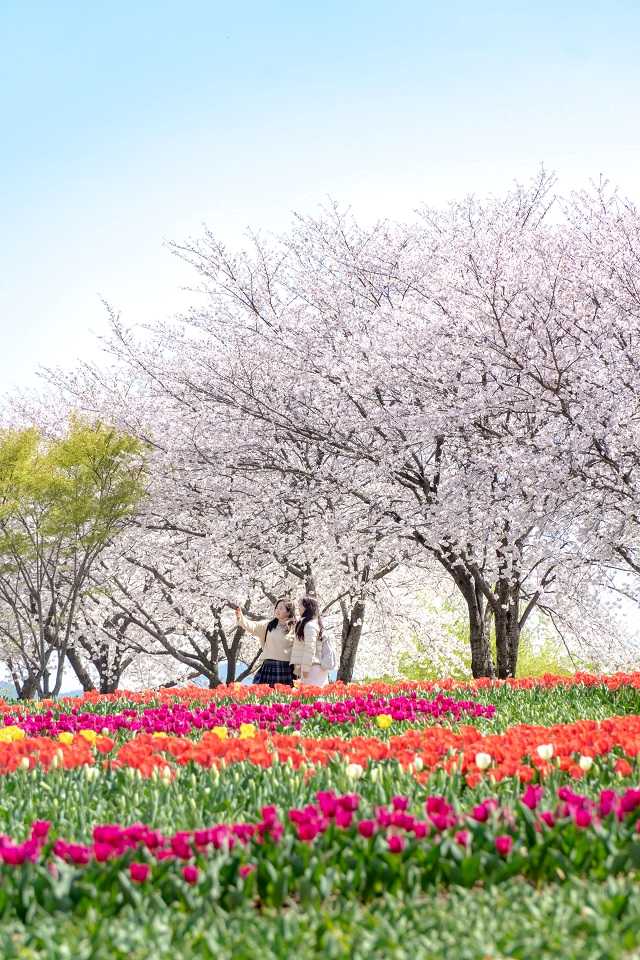 ▲[포토뉴스] 순천만국가정원, 흩날리는 벚꽃잎 사이 튤립 피어나 ⓒ순천시