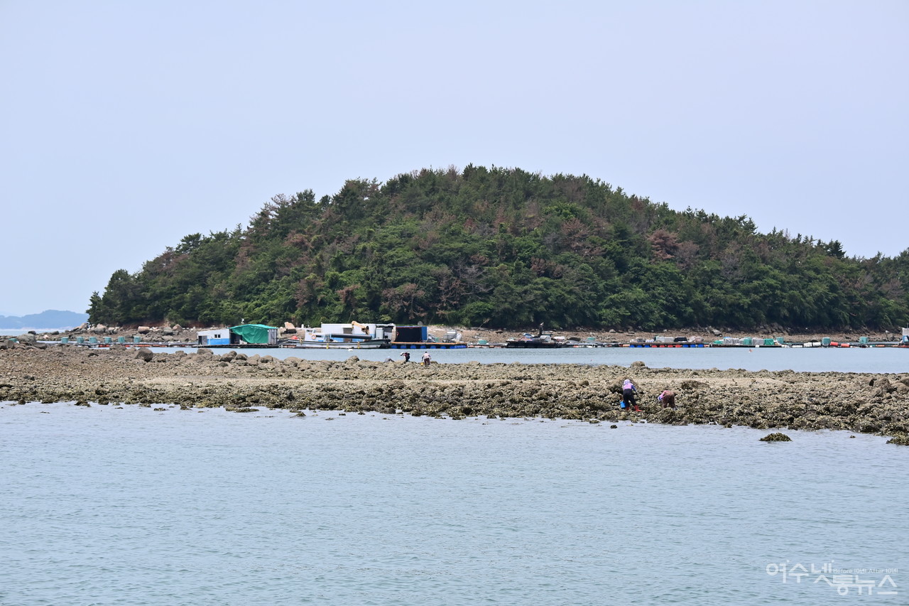 ▲ 2022년 6월 12일 촬영한 ‘부도’ 사진에는 푸르른 소나무가 울창하다. ⓒ박근세