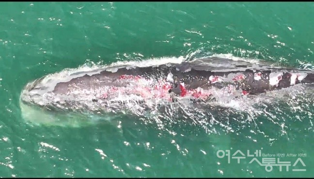 ▲광양항에 다시 돌아온 온몸에 상처 입은 대형 향유고래다. ⓒ박근호