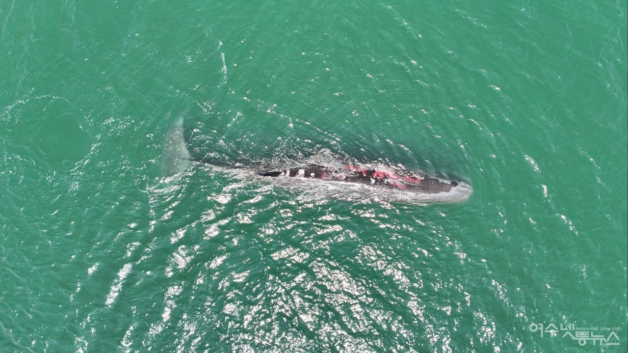 ▲광양항에 다시 돌아온 온몸에 상처 입은 대형 향유고래다. ⓒ박근호