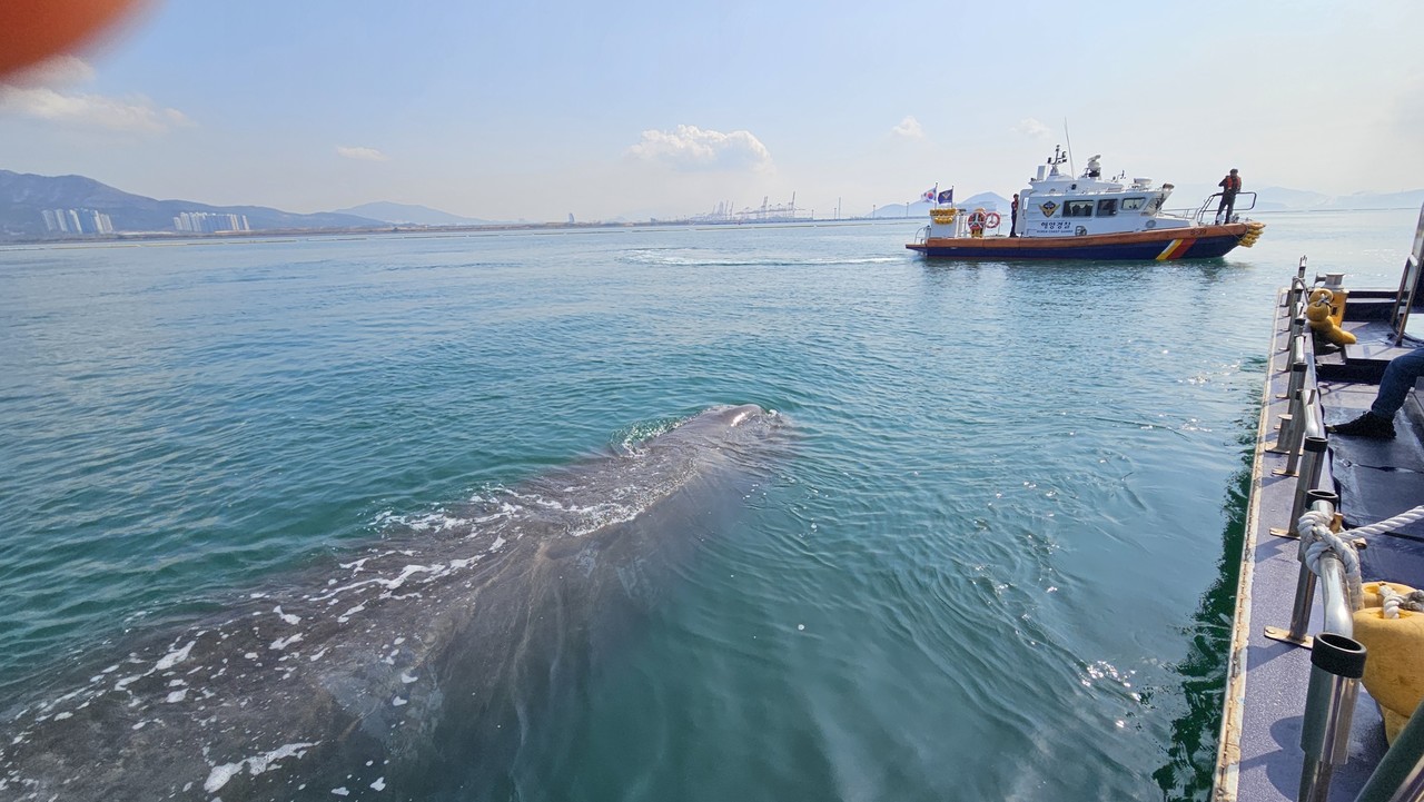 ▲여수해경이 고래를 안전한 해역으로 유도하고 있다. ⓒ여수해경