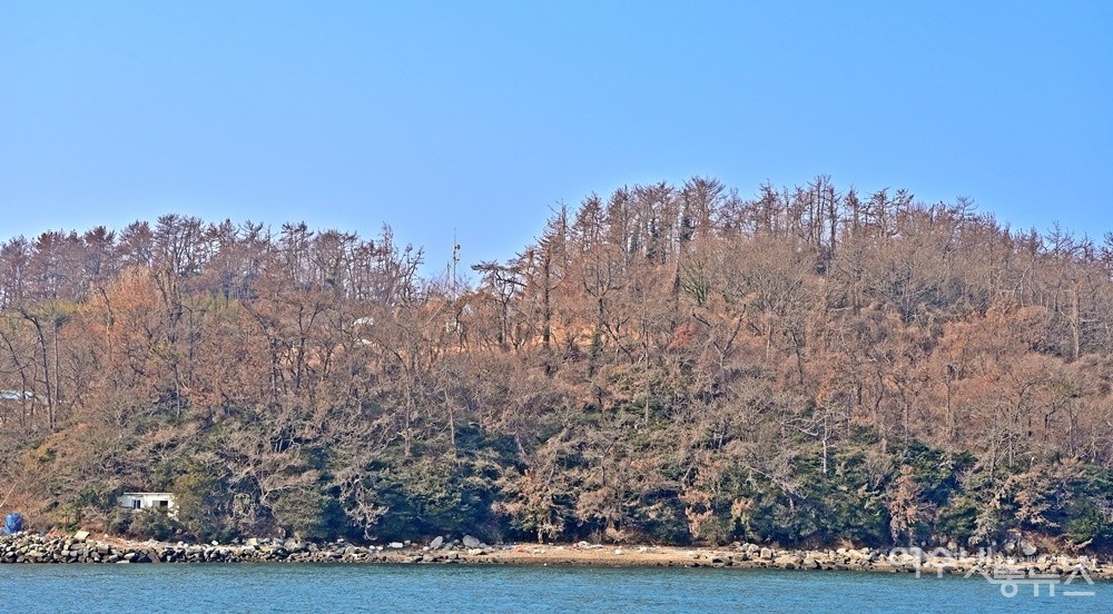 ▲여수 금죽도 소나무가 소나무재선충병에 걸려 다 말라 죽었다. (2월 26일 촬영) ⓒ박근세