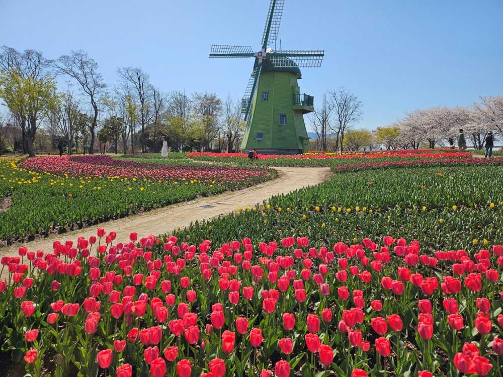 ▲바람개비처럼 펼쳐진 튤립이 인상적인 네덜란드정원 ⓒ순천시