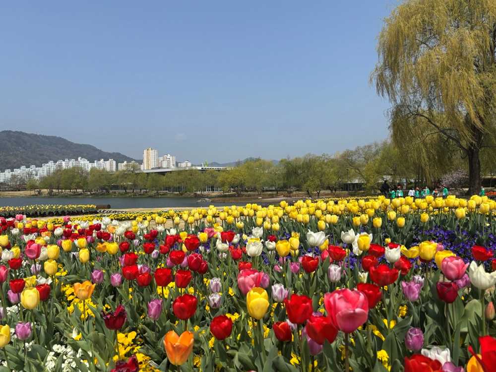 ▲순천만국가정원 튤립 ⓒ순천시