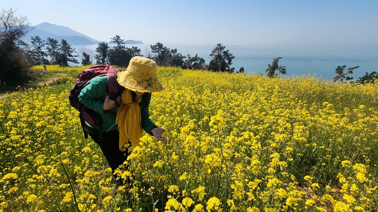 ▲유채꽃 여인향기 맡으며 한 컷 ⓒ김용자