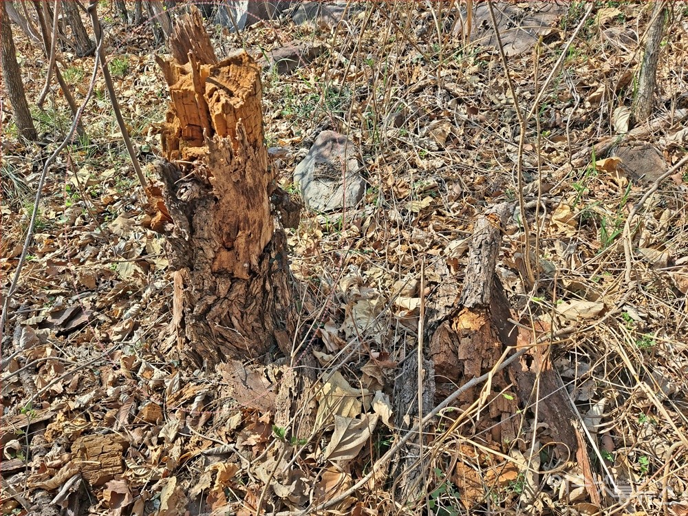 ▲ 여수 경호동 대경도 섬 야산의 소나무재선충병에 걸린 소나무 고사목이다. ⓒ조찬현