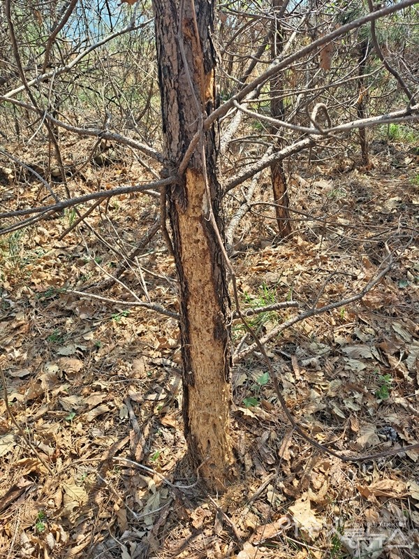 ▲ 경도 산성 주변 야산에 소나무재선충병에 걸린 소나무가 곳곳에 널브러져 있다.ⓒ조찬현