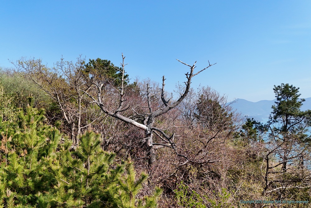 ▲드론을 상공에 띄워 촬영한 재선충병 감염 소나무 고사목이다. ⓒ박근세
