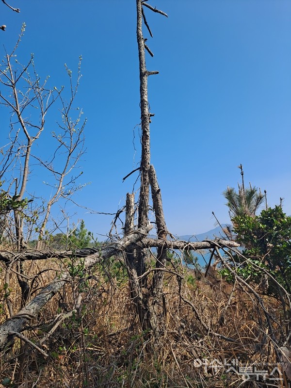▲경도 산성 주변 야산, 소나무재선충병에 걸려 죽은 앙상한 소나무다. ⓒ조찬현