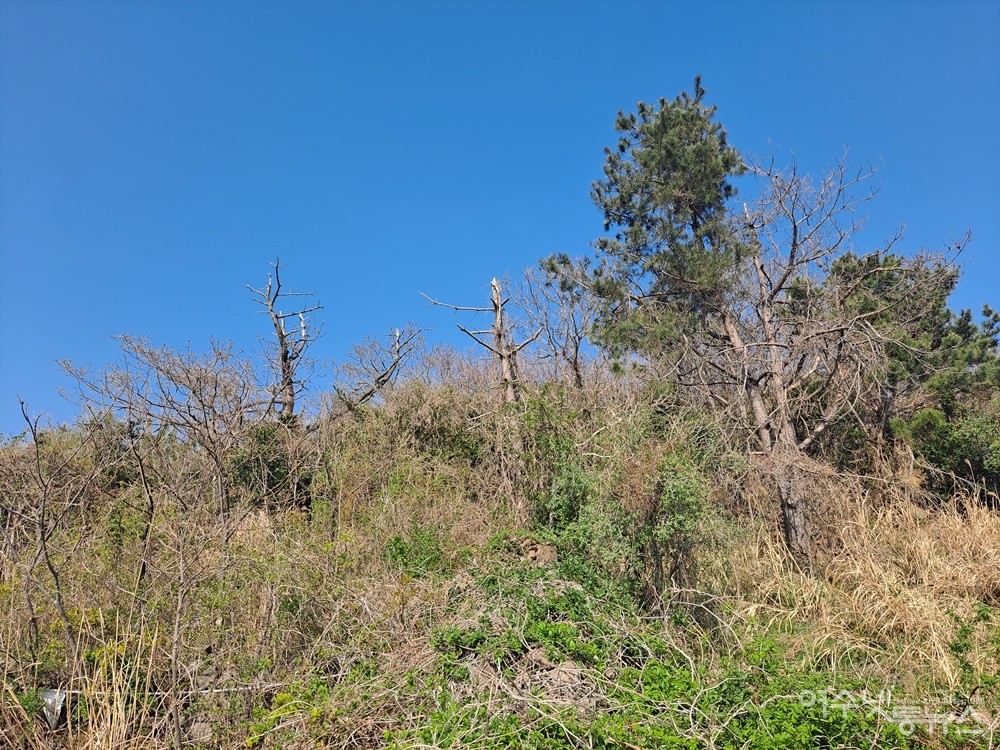 ▲ 경도 산성 주변 야산, 소나무재선충병 감염된 소나무다. ⓒ조찬현