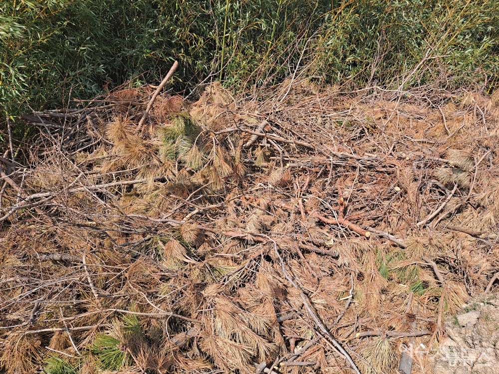 ▲ 길가 대숲에 이파리가 빨갛게 고사한 소나무가 한가득 쌓여 있다. ⓒ조찬현