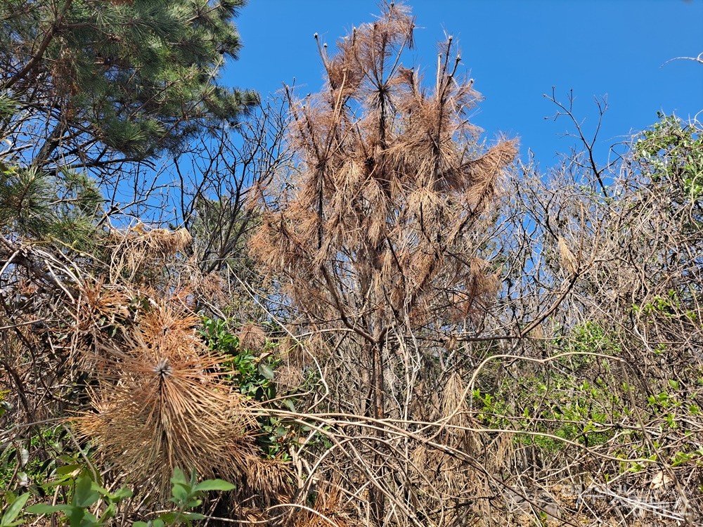 ▲재선충병 감염으로 소나무 이파리가 빨갛게 말라죽은 소나무다.  ⓒ조찬현