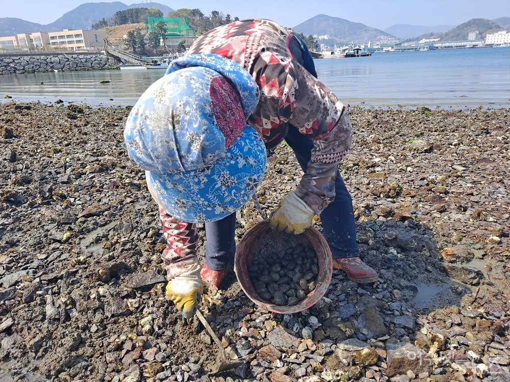 ▲ 여수 대경도 갯가에서 어르신이 바지락을 캔다. ⓒ조찬현