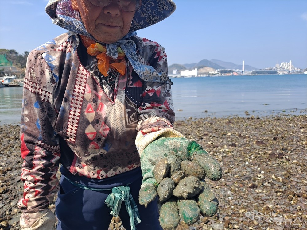 ▲여수 대경도 박씨 어르신이 자신이 캔 바지락 한 줌을 보여준다. ⓒ조찬현