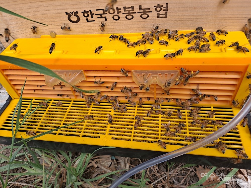 ▲벌통에 화분 틀을 설치해 완전식품인 화분을 채취하고 있다.  ⓒ조찬현