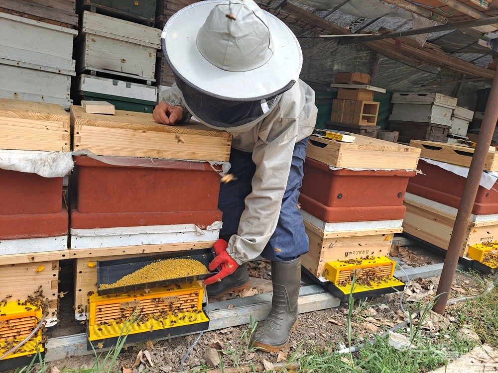 ▲꿀벌지기 조요한 씨가 갓 채취한 화분을 보여준다. ⓒ조찬현
