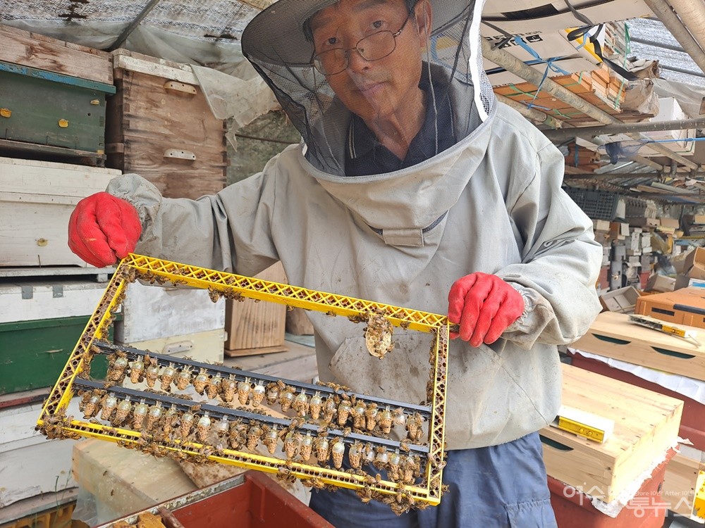 ▲여왕벌 사육용 플라스틱 셀(왕완)에 이충한 꿀벌 애벌레를 키워 여왕벌을 만든다. ⓒ조찬현