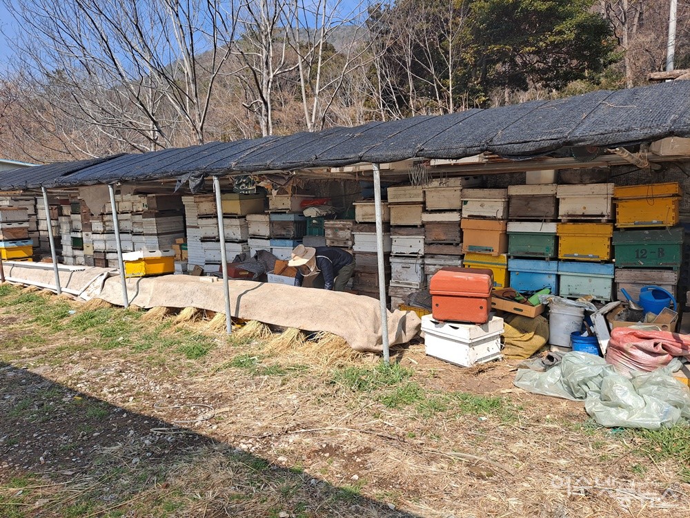 ▲꿀벌이 실종된 이후 비워진 수많은 벌통이 차곡차곡 쌓인 농원에는 쓸쓸한 기운이 감돈다. ⓒ조찬현