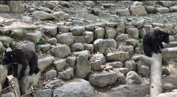 ▲ 지리산에 서식하고 있는 80여마리 반달가슴곰 ⓒ여수시장애인종합복지관