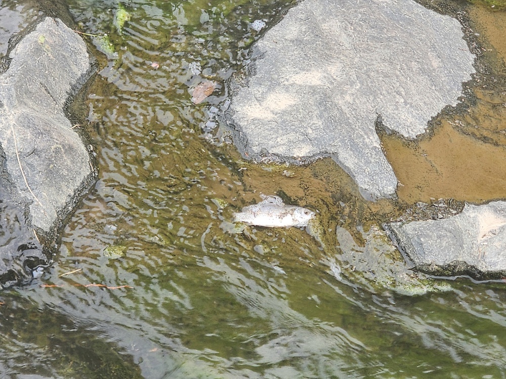 ▲여수 웅천못공원 내 폐사한 소형 어류(붕어류) ⓒ여수시