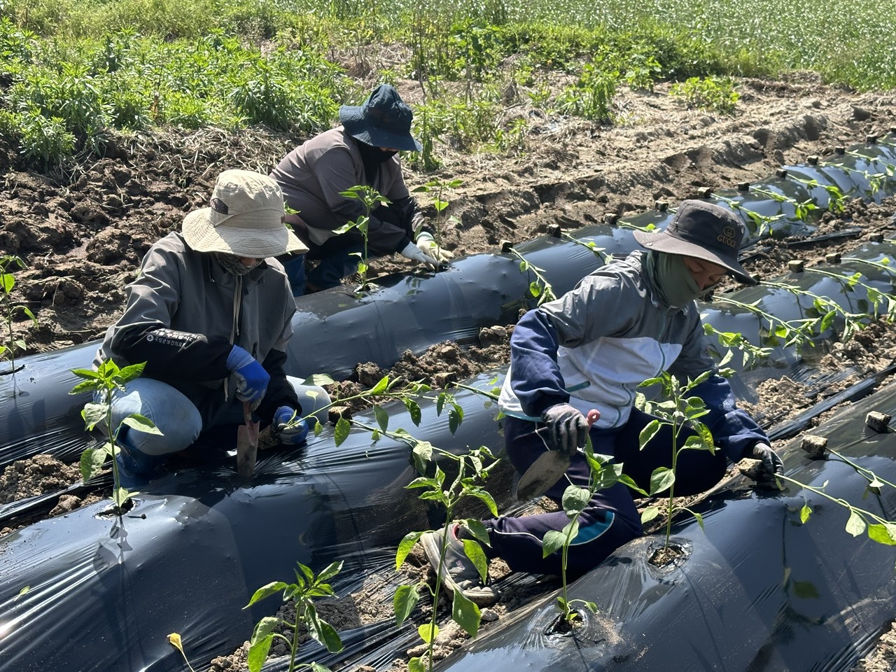 ▲ 농번기 농업 활동, 고추모종 식재 ⓒ전라남도